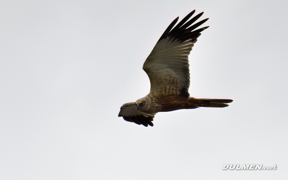 05 Western marsh harrier (Circus aeruginosus)